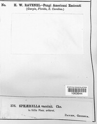 Mycosphaerella vaccinii image